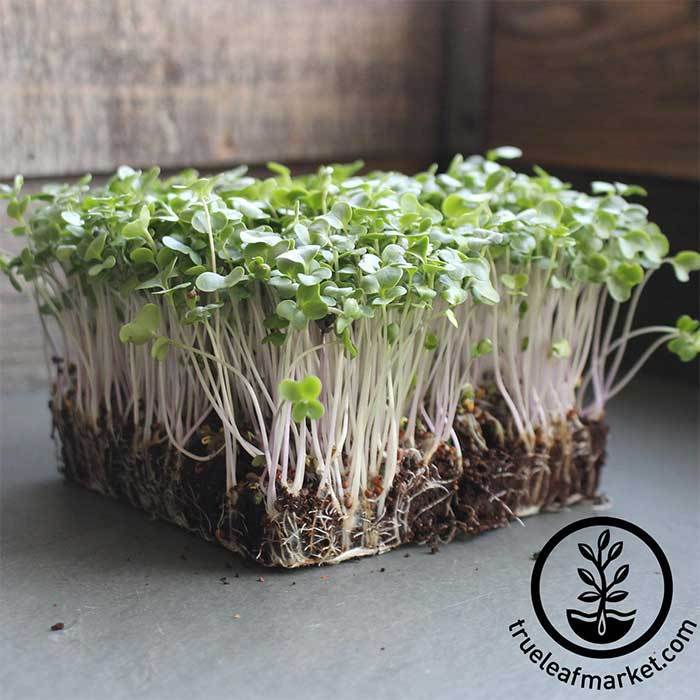 Broccoli Microgreens- 3 pack