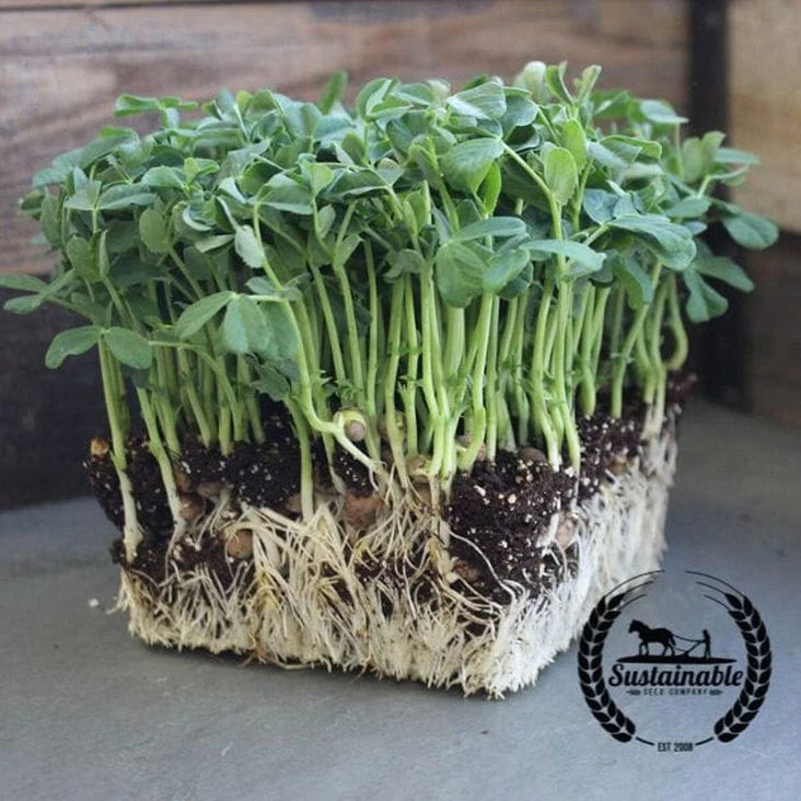 Pea Microgreens- 3 pack