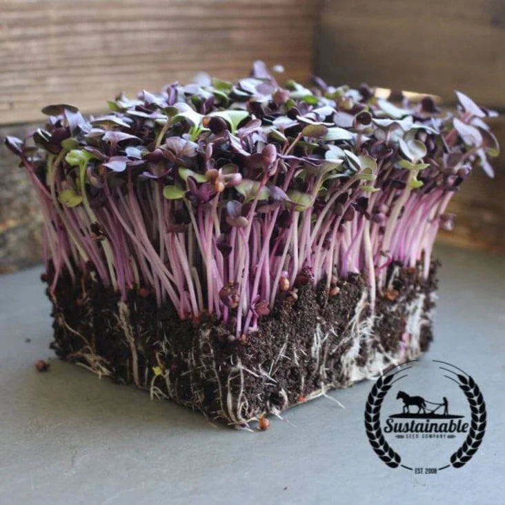 Radish Microgreens- 3 pack
