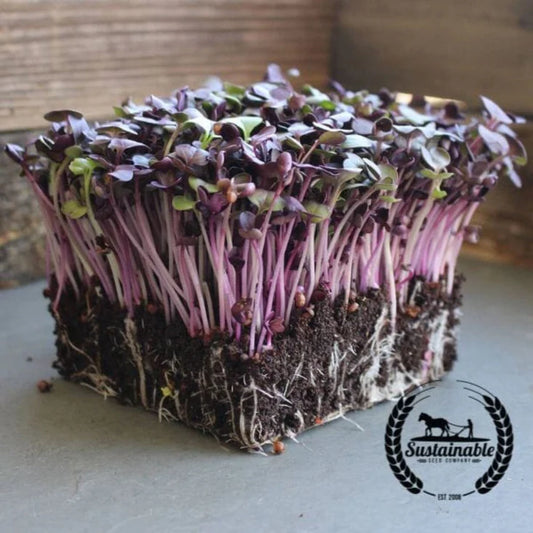 Radish Microgreens- 3 pack