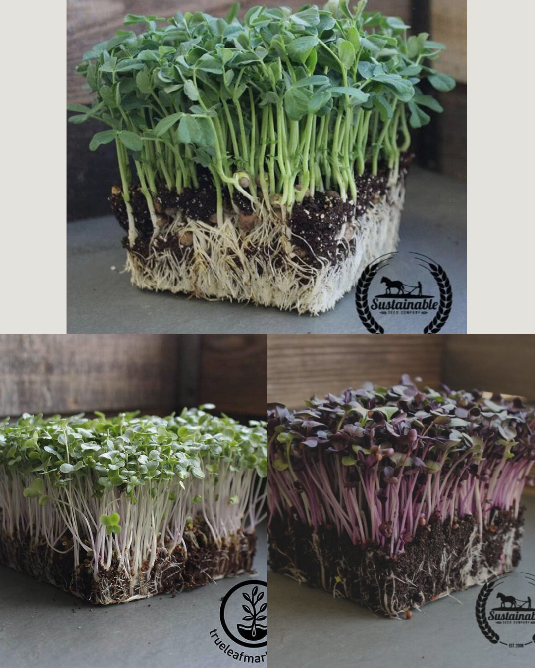 JTP Microgreens Sample Pack
