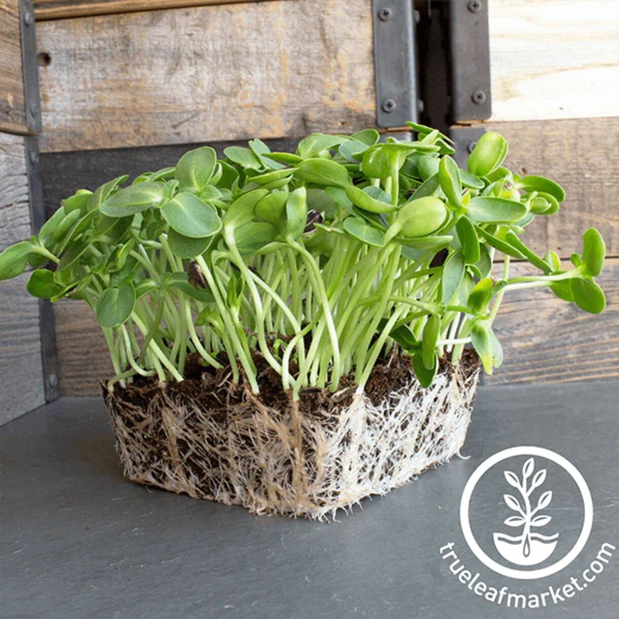 Sunflower Microgreens- 3 Pack