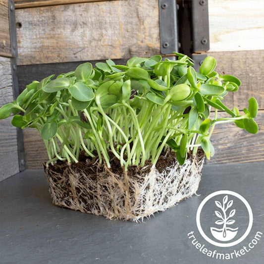 Sunflower Microgreens- 3 Pack
